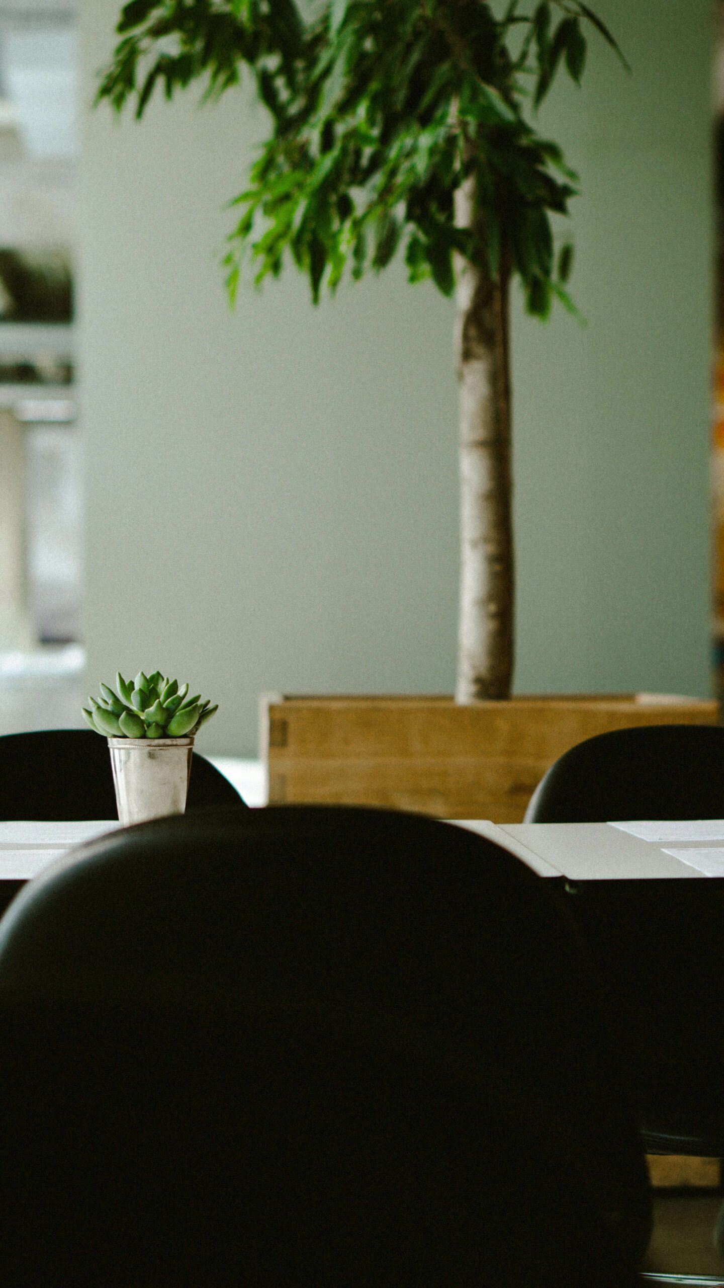 a potted plant sitting on top of a table - longevity discount