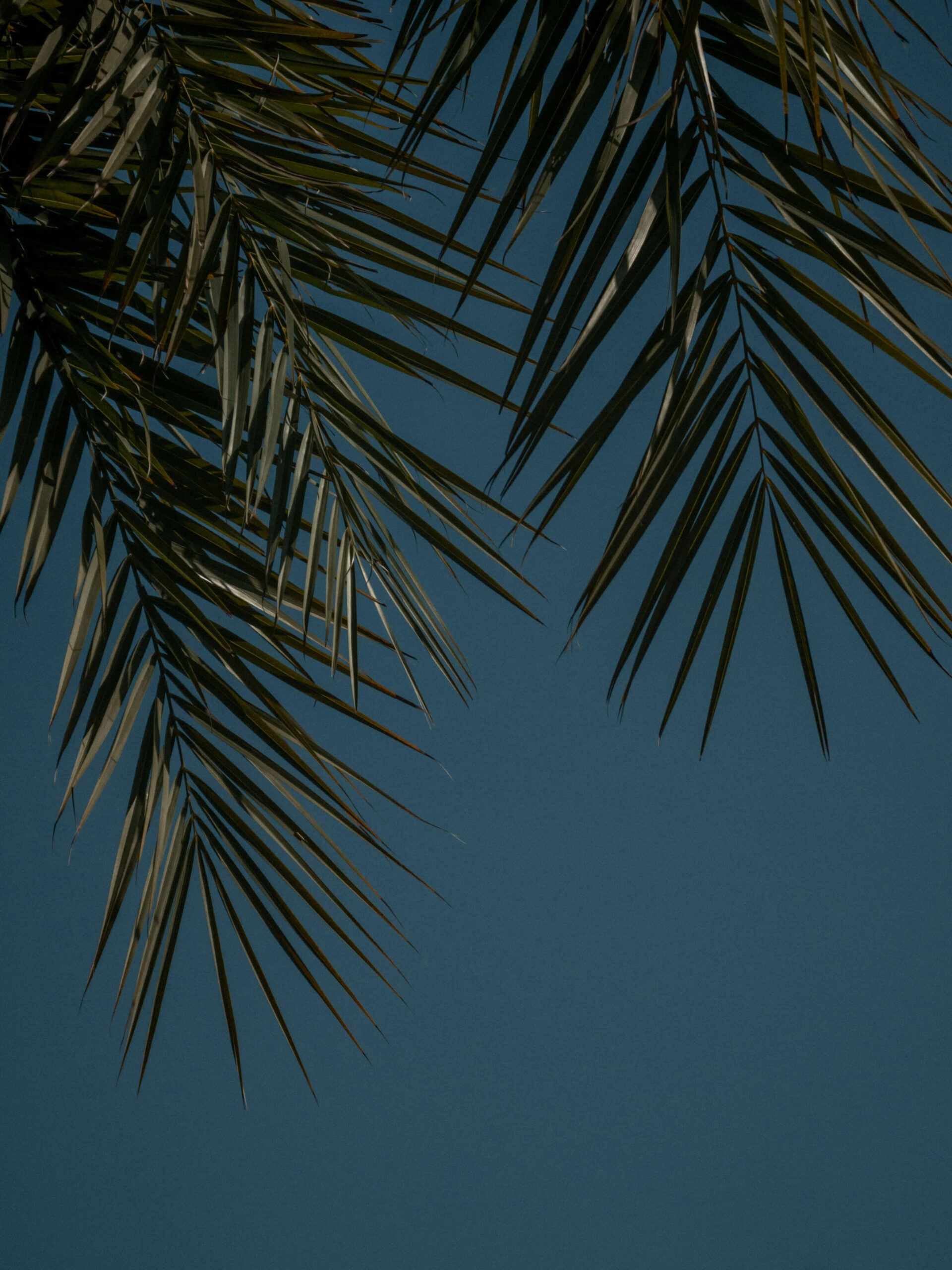 a plane flying in the sky over a palm tree - missed 5500 deadline