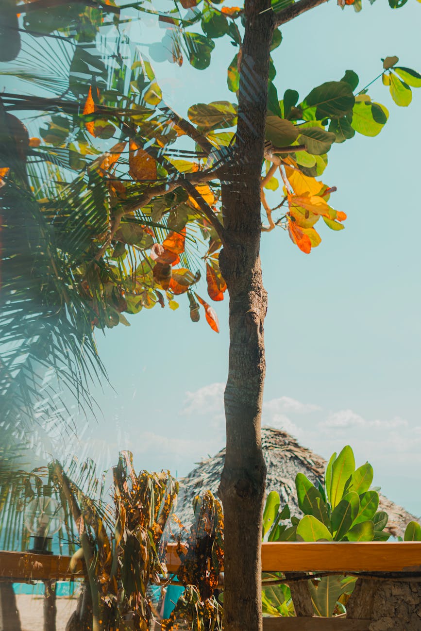 tree on sea coast in summer