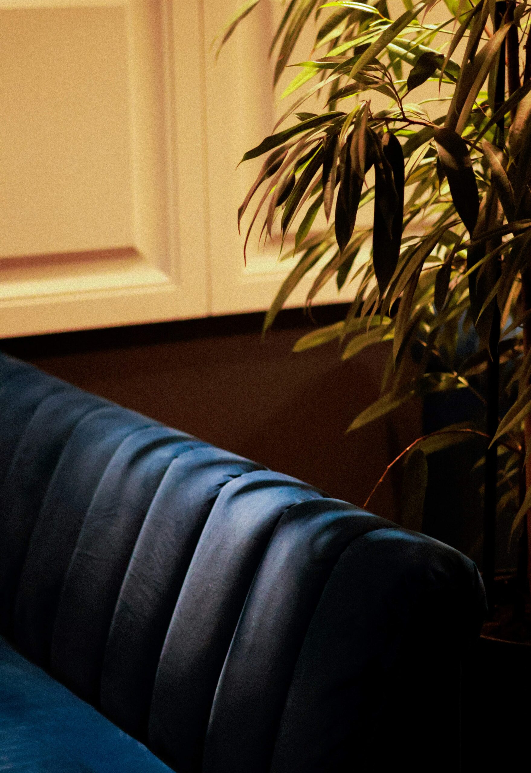 blue couch sitting next to a potted plant - transition from SIMPLE IRA to 401(k)